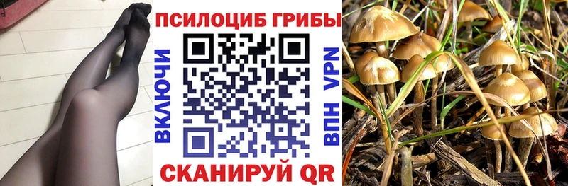 Псилоцибиновые грибы Cubensis  Петровск 